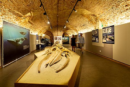 Fossil Museum - Asti Paleontological Park - Asti
